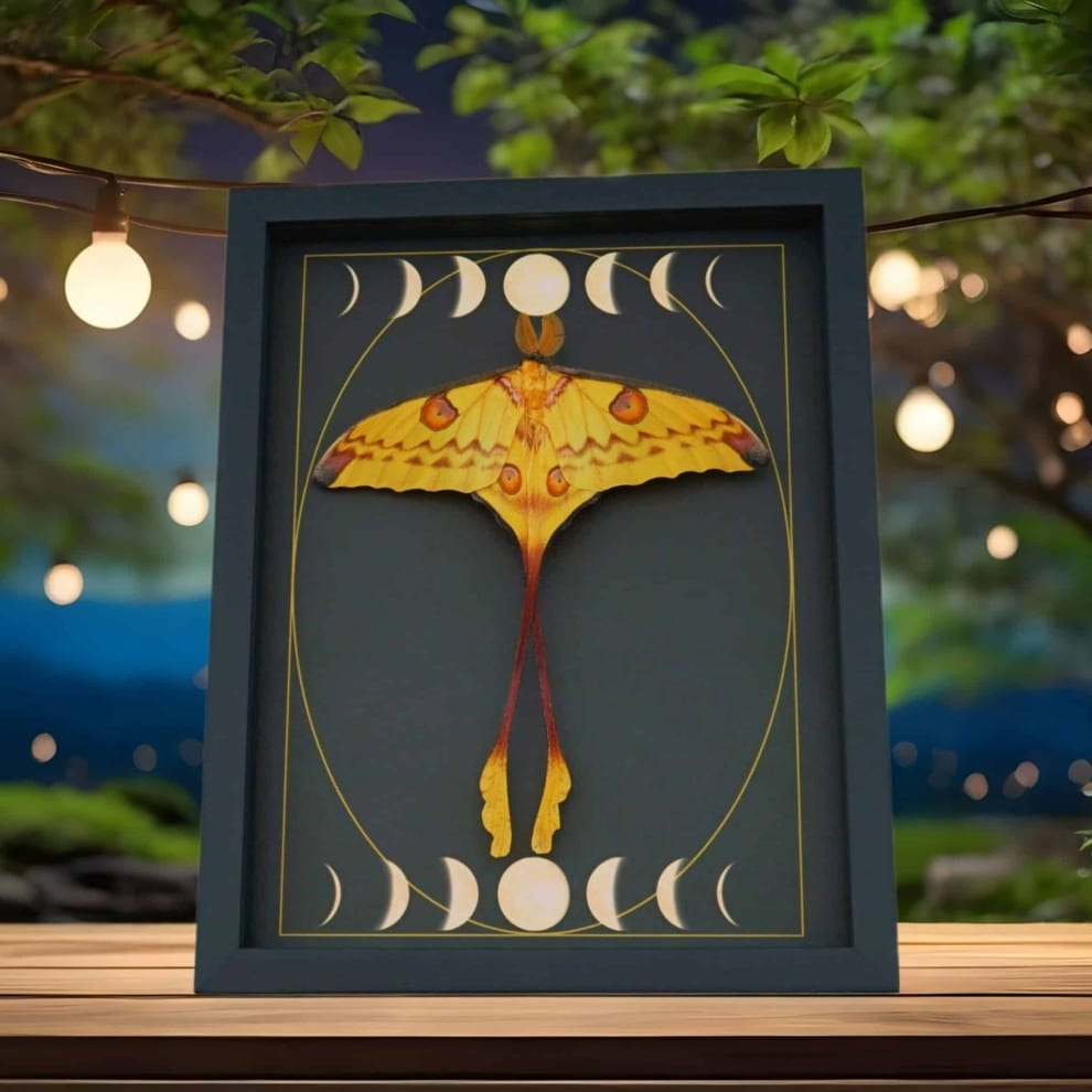 Real Comet Moth Phases of the Moon Argema mittrei Resting Framed Taxidermy Display Real Comet Moth Phases of the Moon Argema mittrei Resting Framed Taxidermy Display