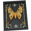 Real Comet Moth Argema mittrei Female Art Deco Framed Taxidermy Display