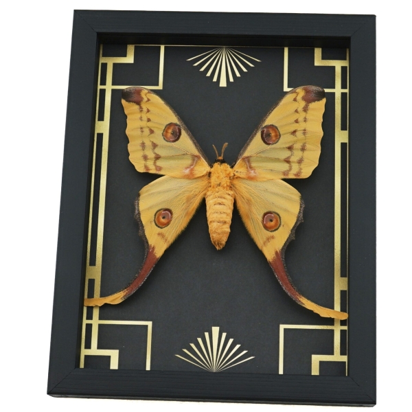 Real Comet Moth Argema mittrei Female Art Deco Framed Taxidermy Display