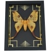 Real Comet Moth Argema mittrei Female Art Deco Framed Taxidermy Display