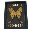 Real Comet Moth Moon Phase Argema mittrei Female Framed Taxidermy Display