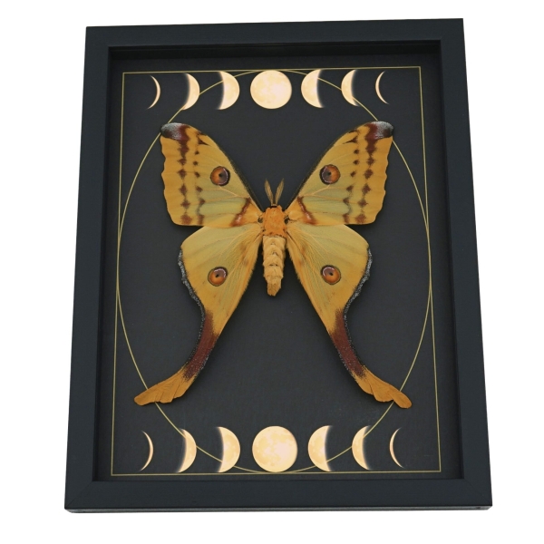 Real Comet Moth Moon Phase Argema mittrei Female Framed Taxidermy Display