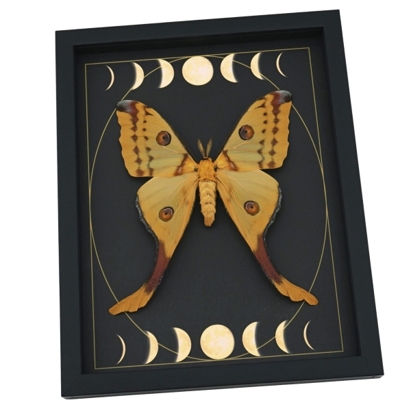 Real Comet Moth Moon Phase Argema mittrei Female Framed Taxidermy Display