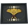Real Comet Moth Moon Phase Argema mittrei Female Resting Framed Taxidermy Display