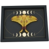 Real Comet Moth Moon Phase Argema mittrei Female Resting Framed Taxidermy Display