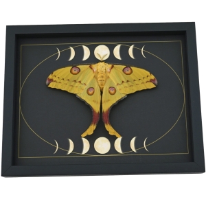 Real Comet Moth Moon Phase Argema mittrei Female Resting Framed Taxidermy Display