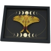 Real Comet Moth Moon Phase Argema mittrei Female Resting Framed Taxidermy Display