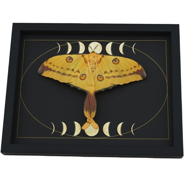 Real Comet Moth Moon Phases Argema mittrei Female Resting Framed Taxidermy Display