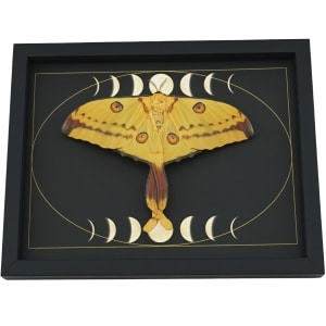 Real Comet Moth Moon Phases Argema mittrei Female Resting Framed Taxidermy Display