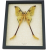Giant Comet Moth Argema Mittrei Male 4 1/2 inch Wingspan Framed Moon Moth Taxidermy Display