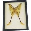 Giant Comet Moth Argema Mittrei Male 4 1/2 inch Wingspan Framed Moon Moth Taxidermy Display