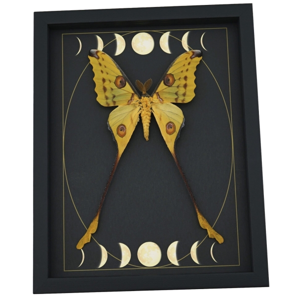 Real Comet Moth Phases of the Moon Argema mittrei Framed Taxidermy Display