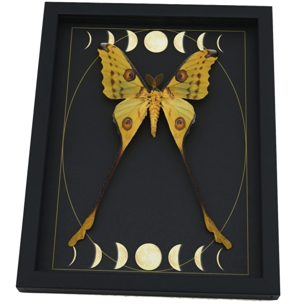 Real Comet Moth Phases of the Moon Argema mittrei Framed Taxidermy Display