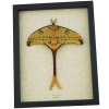 Real Argema Mittrei Male Resting Comet Moth Framed Taxidermy Display
