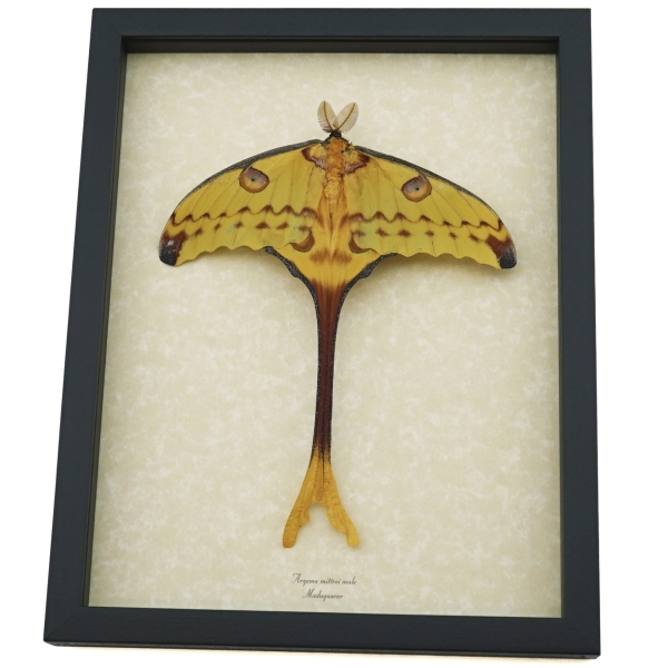 Real Argema Mittrei Male Resting Comet Moth Framed Taxidermy Display
