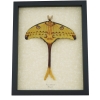 Real Argema Mittrei Male Resting Comet Moth Framed Taxidermy Display