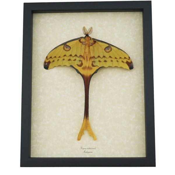 Real Argema Mittrei Male Resting Comet Moth Framed Taxidermy Display