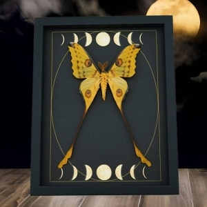 Real Comet Moth Phases of the Moon Argema mittrei Framed Taxidermy Display