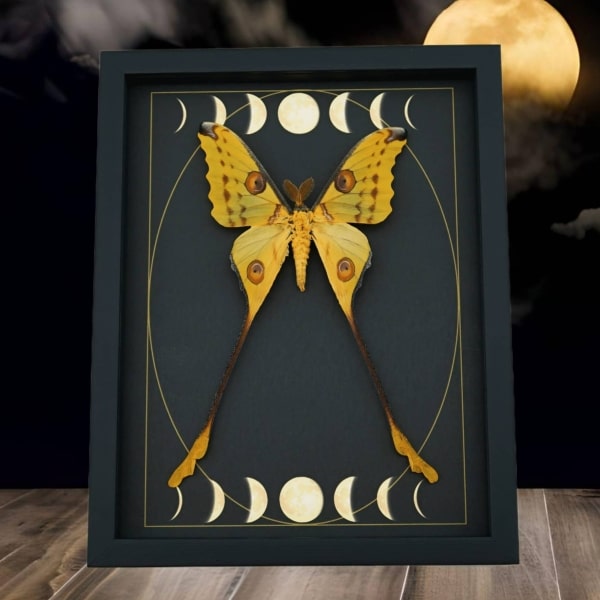 Real Comet Moth Phases of the Moon Argema mittrei Framed Taxidermy Display