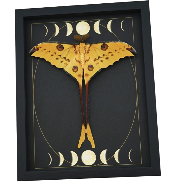 Real Comet Moth Gothic Moon Phases Argema mittrei Resting Framed Taxidermy Display