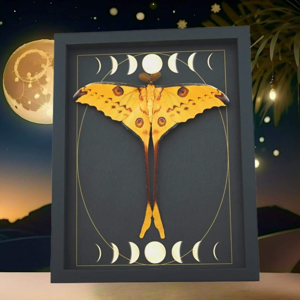 Real Comet Moth Gothic Moon Phases Argema mittrei Resting Framed Taxidermy Display