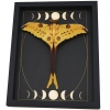 Real Comet Moth Gothic Moon Phases Argema mittrei Resting Framed Taxidermy Display