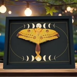 Real Comet Moth Moon Phases Argema mittrei Female Resting Framed Taxidermy Display