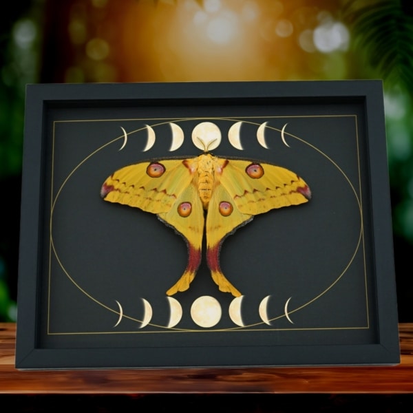 Real Comet Moth Moon Phase Argema mittrei Female Resting Framed Taxidermy Display