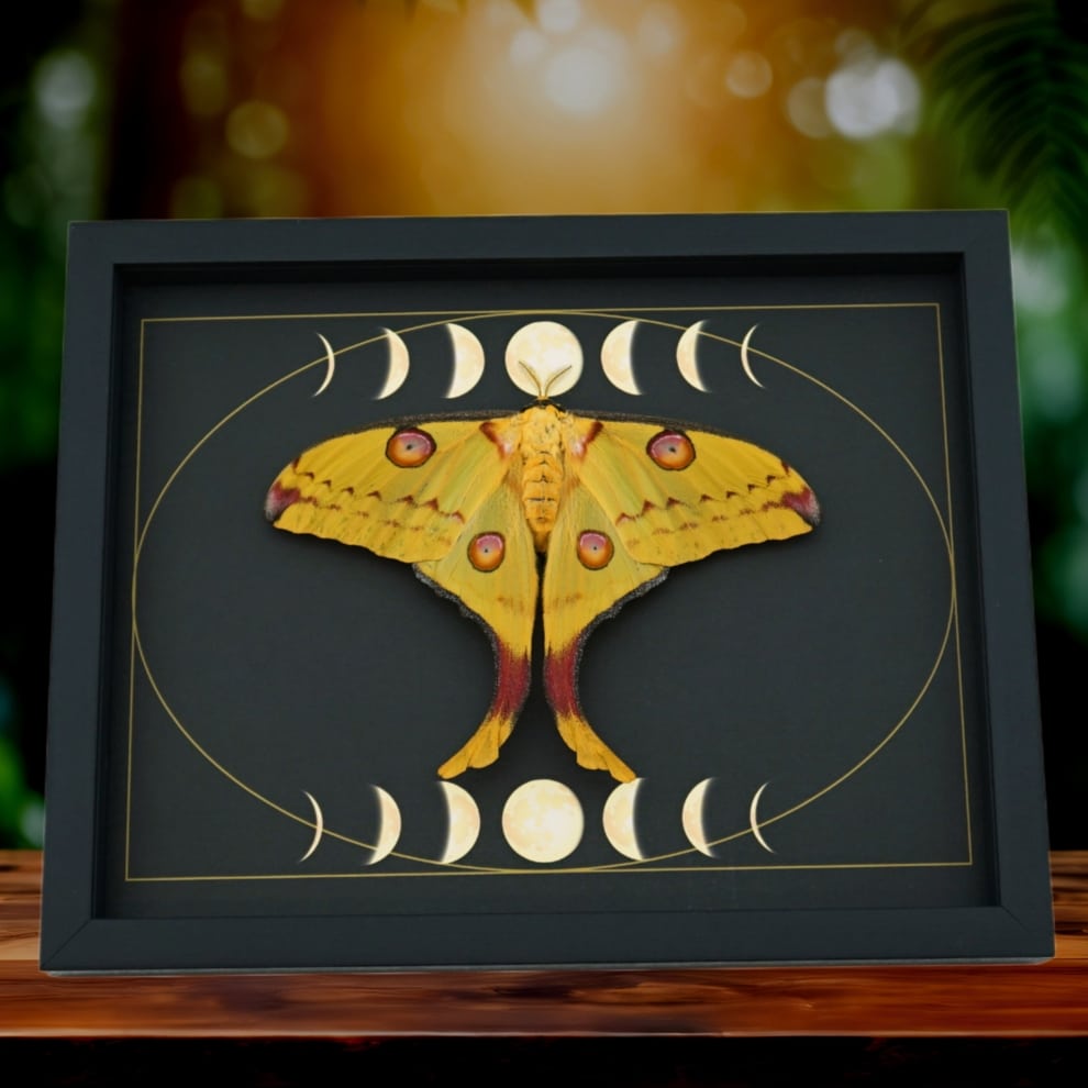 Real Comet Moth Moon Phase Argema mittrei Female Resting Framed Taxidermy Display