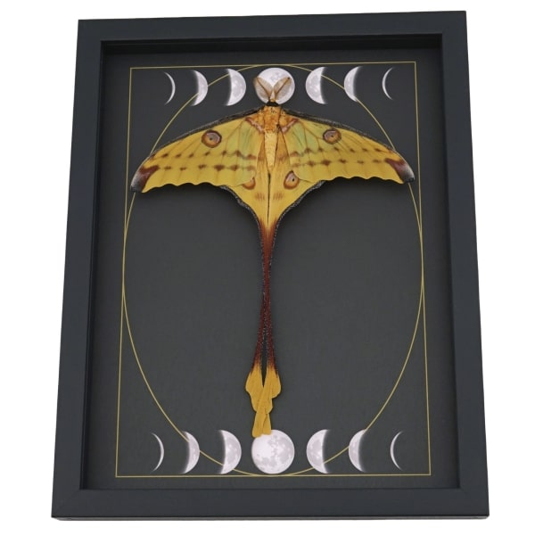 Real Comet Moth Gothic Moon Phases Argema mittrei Resting Framed Taxidermy Display