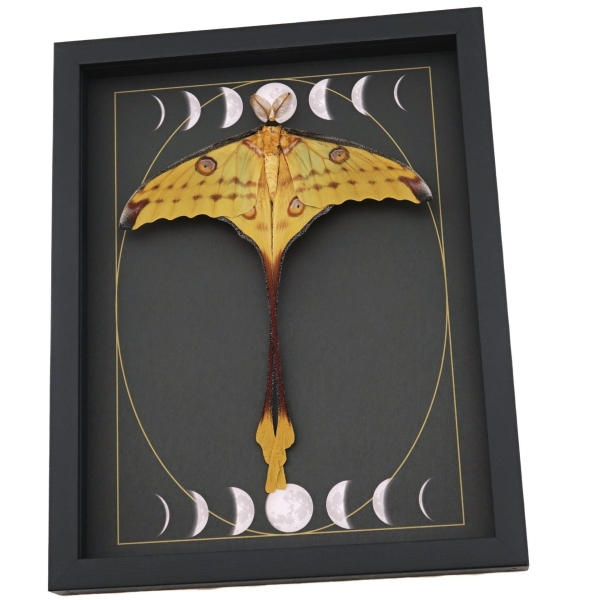 Real Comet Moth Gothic Moon Phases Argema mittrei Resting Framed Taxidermy Display