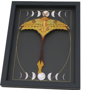 Real Comet Moth Gothic Moon Phases Argema mittrei Resting Framed Taxidermy Display