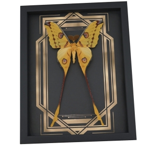 Real Framed Comet Moth Golden borders Argema Mittrei Male Taxidermy Display