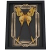 Real Framed Comet Moth Golden borders Argema Mittrei Male Taxidermy Display