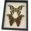 Attacus Atlas Moth Male Set Snake Head Moths Framed Taxidermy