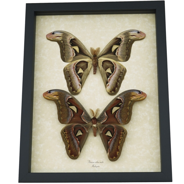 Attacus Atlas Moth Male Set Snake Head Moths Framed Taxidermy