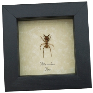 Atta sexdens Leafcutter Ant Framed Taxidermy Display