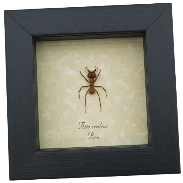 Atta sexdens Leafcutter Ant Real Framed Taxidermy Display