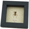 Atta sexdens Leafcutter Ant Framed Taxidermy Display