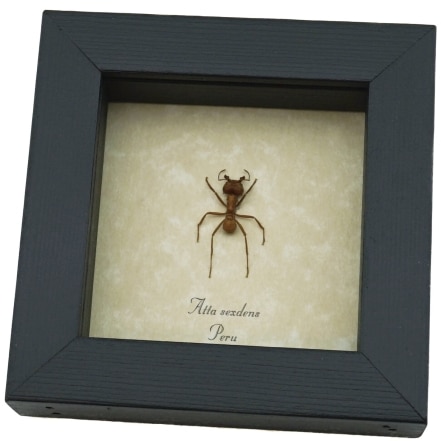 Atta sexdens Leafcutter Ant Real Framed Taxidermy Display