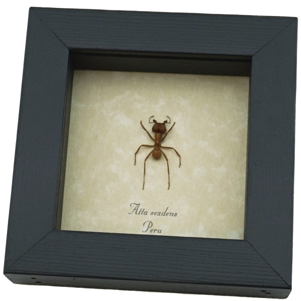Atta sexdens Leafcutter Ant Framed Taxidermy Display