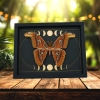 Real Atlas Moth Phases of The Moon Attacus atlas Male Framed Taxidermy Display