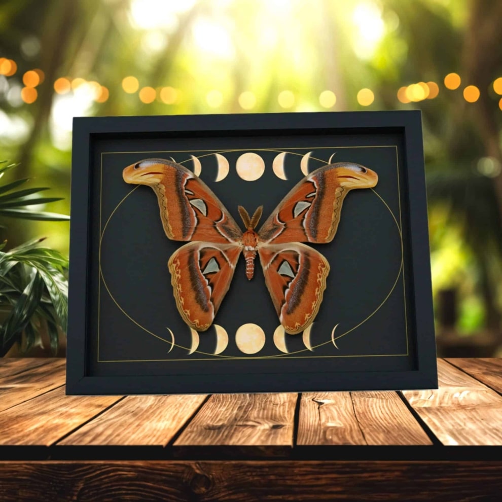 Real Atlas Moth Phases of The Moon Attacus atlas Male Framed Taxidermy Display