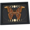 Real Atlas Moth Phases of The Moon Attacus atlas Male Framed Taxidermy Display