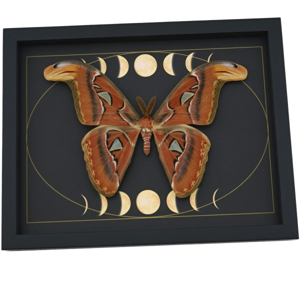 Real Atlas Moth Phases of The Moon Attacus atlas Male Framed Taxidermy Display