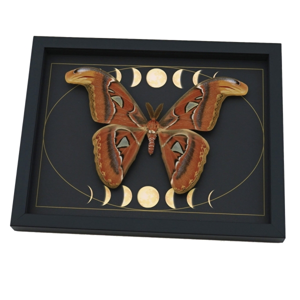 Real Atlas Moth Phases of The Moon Attacus atlas Male Framed Taxidermy Display