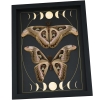 Real Atlas Moth Pair Gothic Moon Phases Attacus Atlas verso Moth Set Framed Taxidermy
