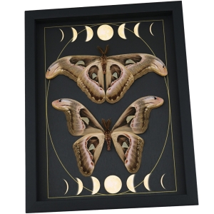 Real Atlas Moth Pair Gothic Moon Phases Attacus Atlas verso Moth Set Framed Taxidermy
