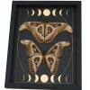 Real Atlas Moth Pair Gothic Moon Phases Attacus Atlas verso Moth Set Framed Taxidermy