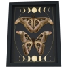 Real Atlas Moth Pair Gothic Moon Phases Attacus Atlas verso Moth Set Framed Taxidermy